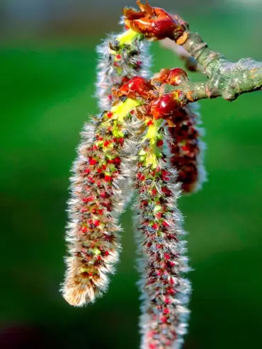 Aspen: La flor de los miedos sin nombre