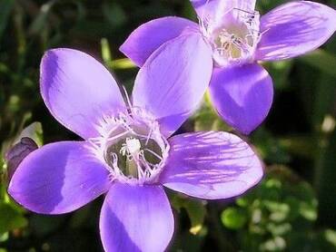 Gentian: La flor de la fe inquebrantable