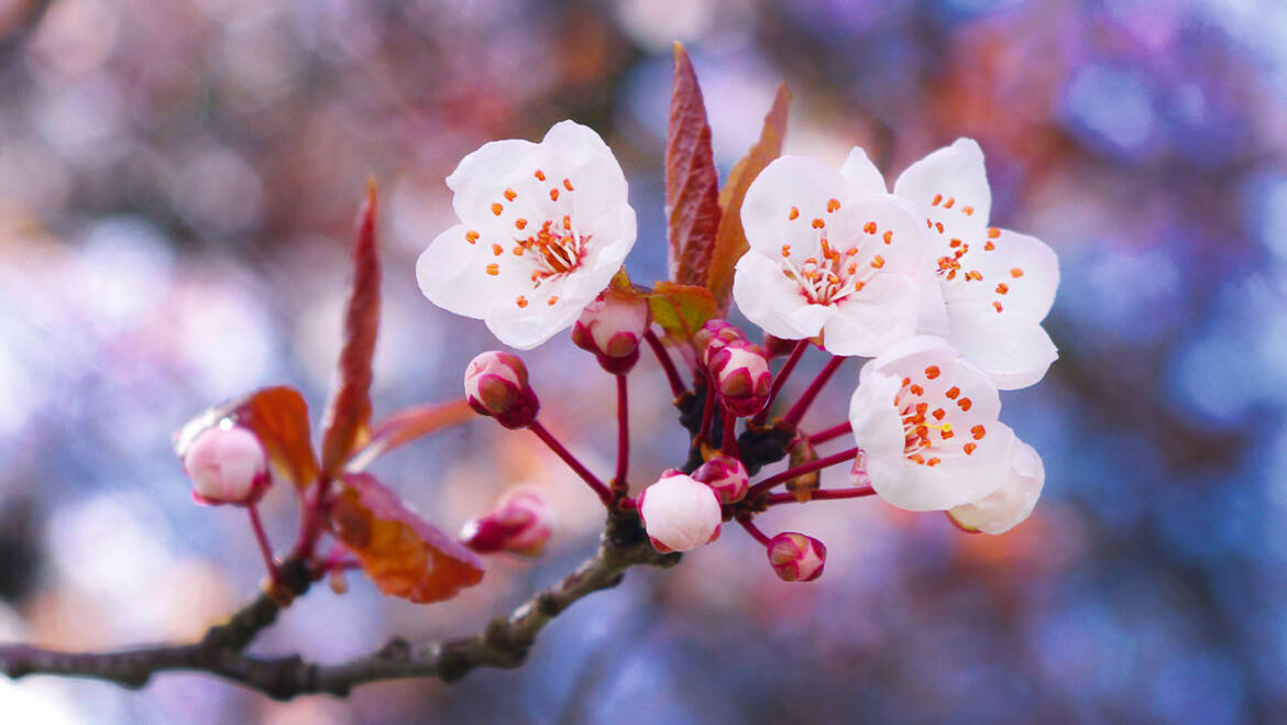 Cherry Plum: La flor de la calma en la tormenta