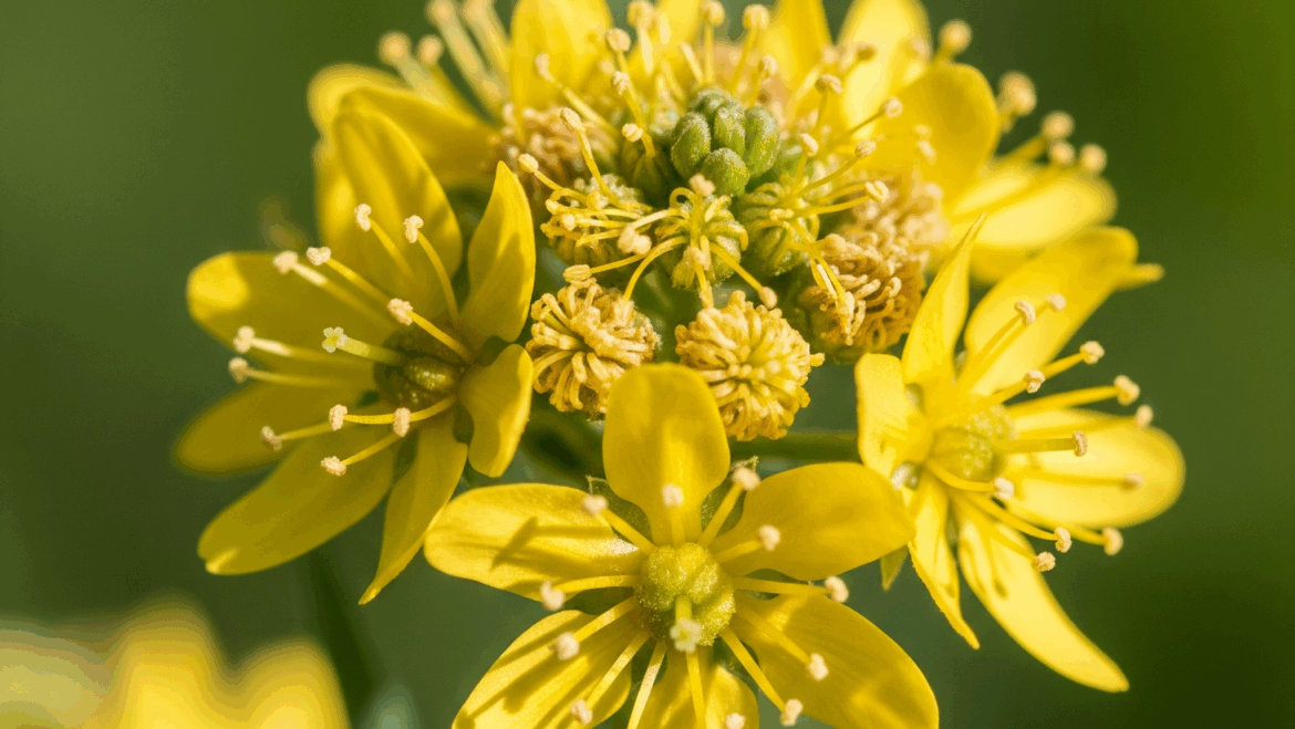 Agrimony: La flor que esconde sonrisas detrás de la máscara