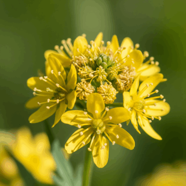 Agrimony: La flor que esconde sonrisas detrás de la máscara
