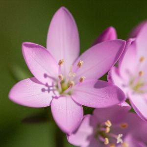 Centaury: La flor que te ayuda a decir “no”