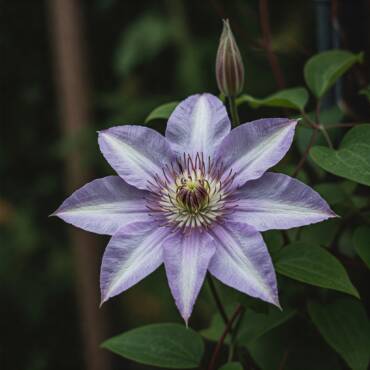 Clematis: La flor para volver a la Tierra