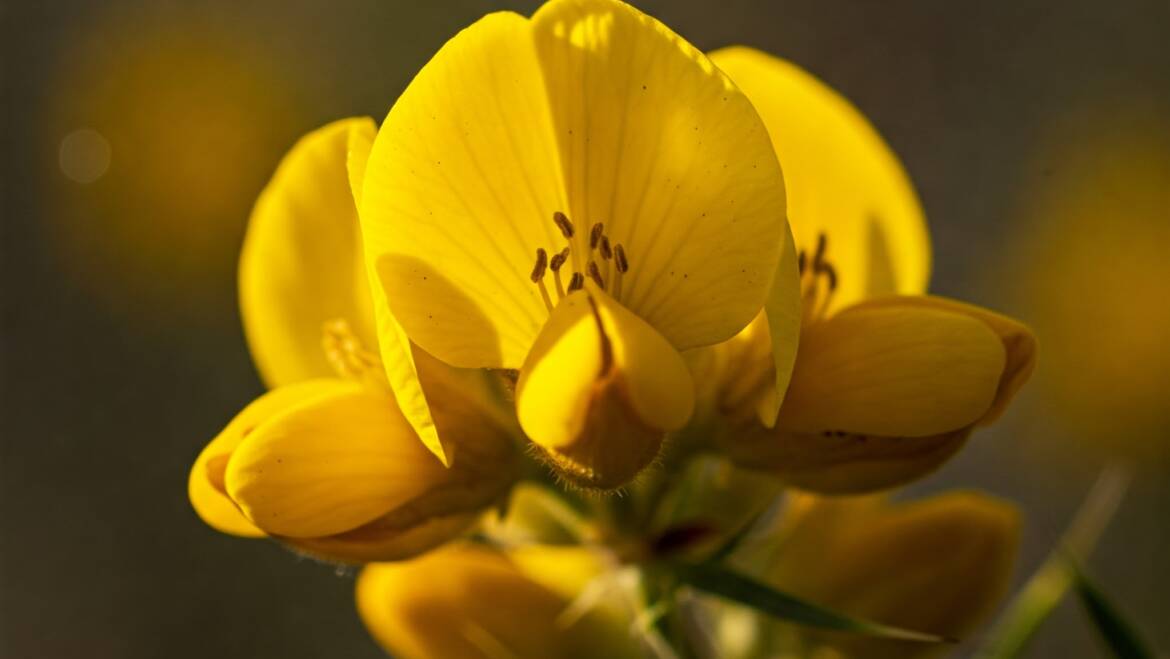 Gorse: La flor para cuando ya no queda esperanza