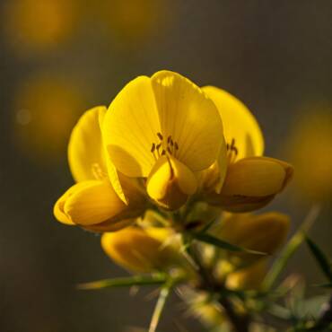Gorse: La flor para cuando ya no queda esperanza